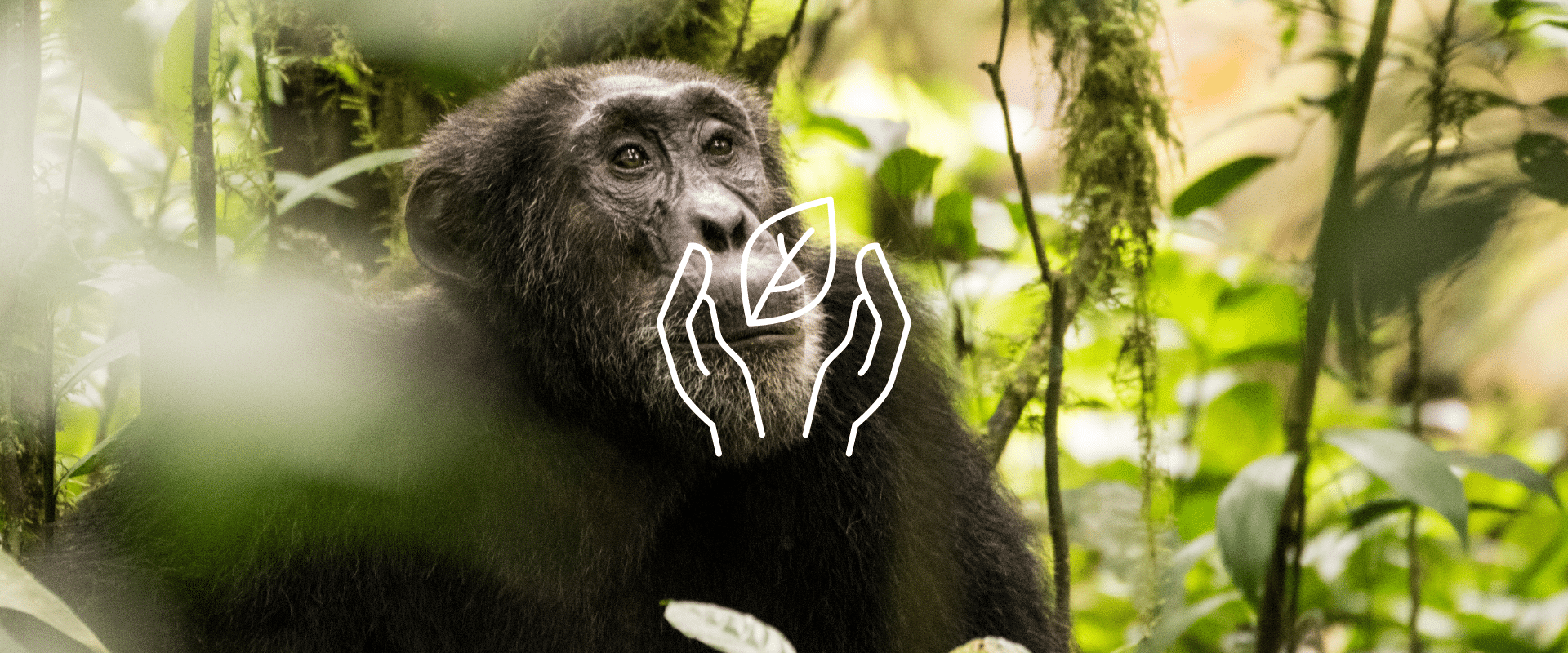 Medicijnen uit de natuur: zelfs chimpansees passen het toe, blijkt uit onderzoek